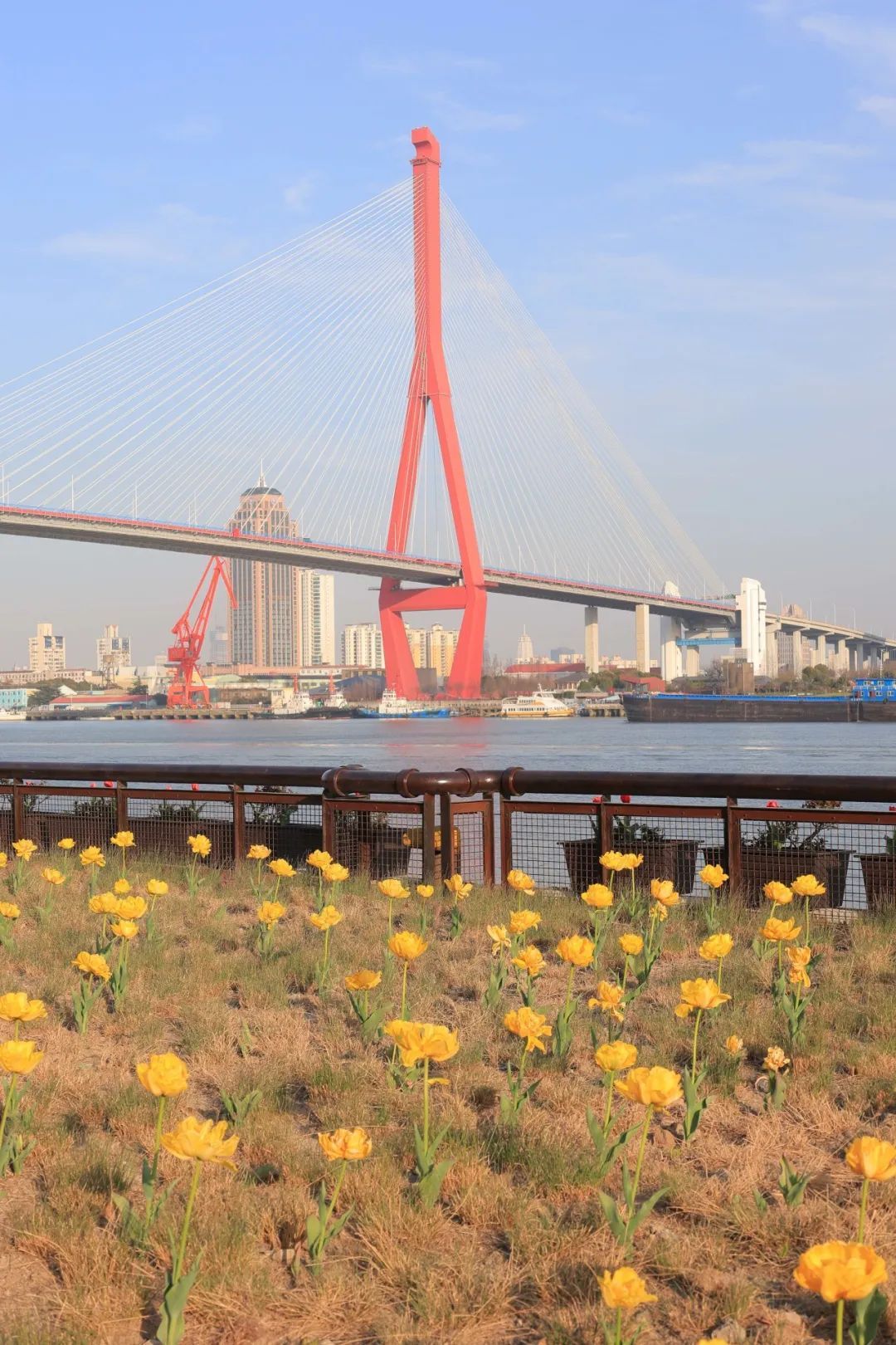 在杨浦滨江邂逅繁花开启一场春日citywalk