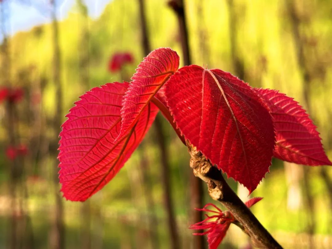 >今日闵行>文章详情> 柳下的花絮中,一片片的红叶像暂落在那里的燕雀