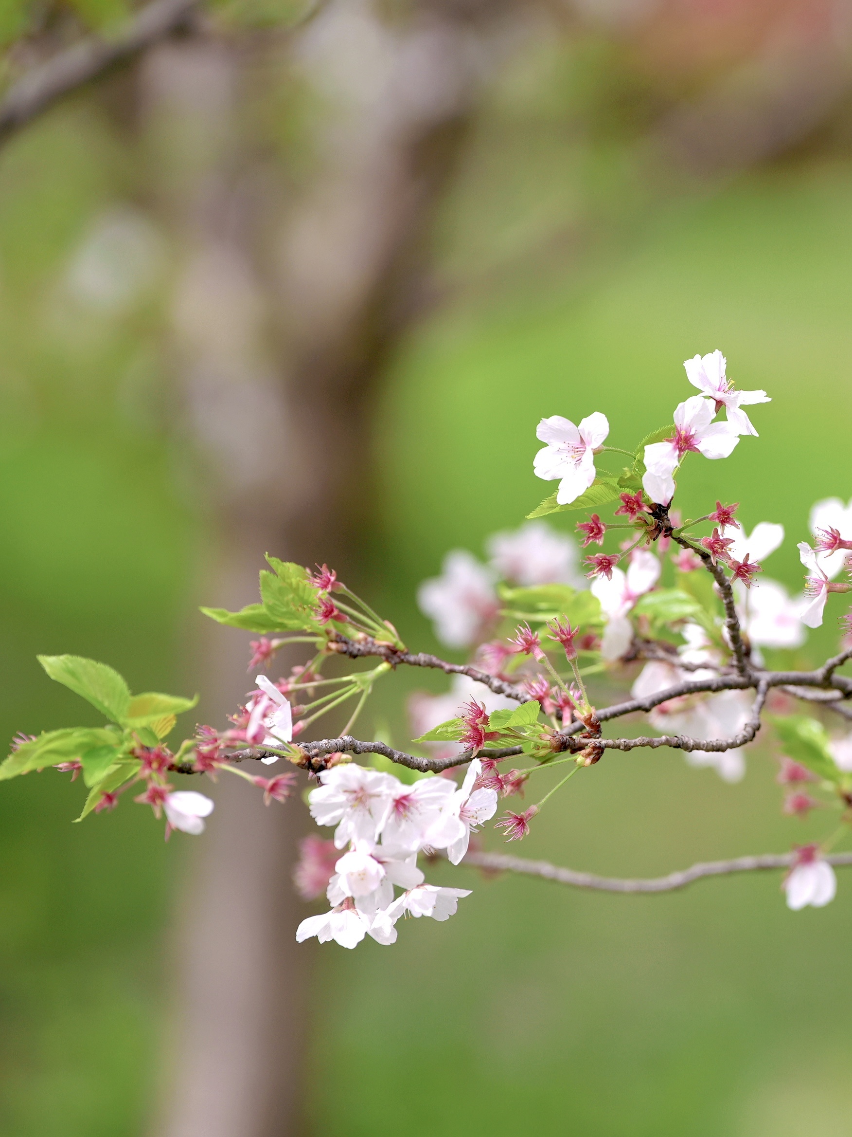 雨中赏樱也是一种浪漫