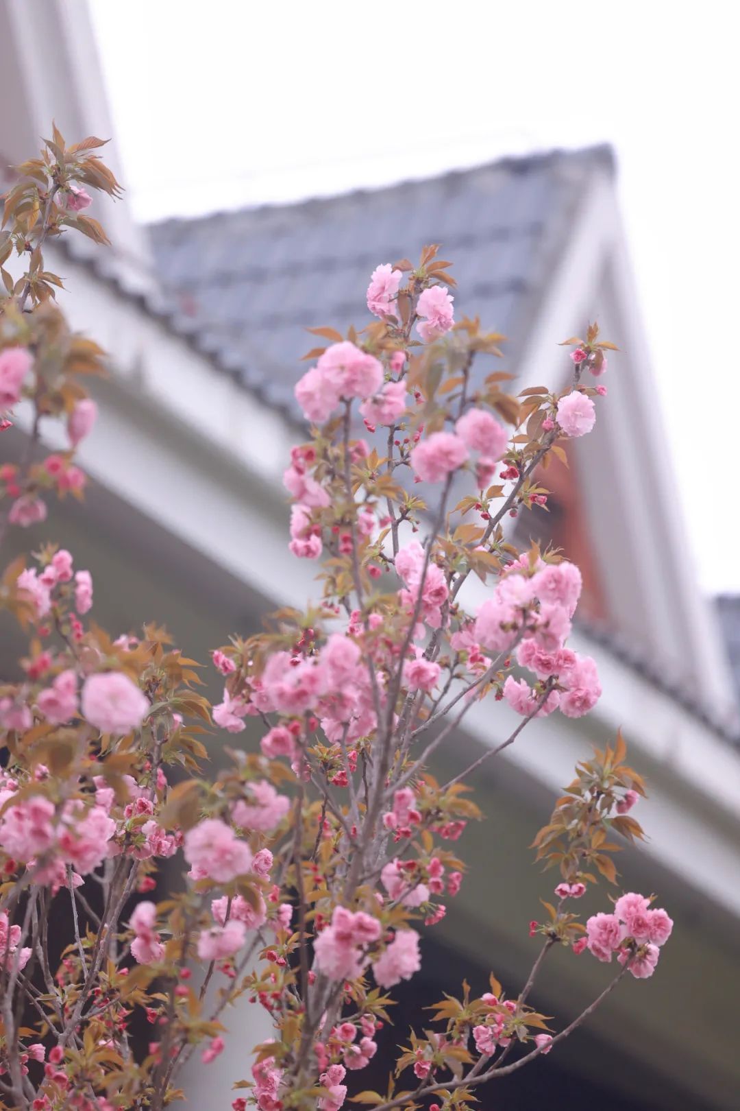 顾村公园晚樱上线邀你再续樱缘