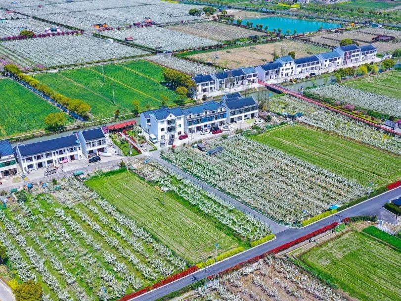 春有约,花不误!庄行镇存古村这厢有"梨"啦→_上观新闻