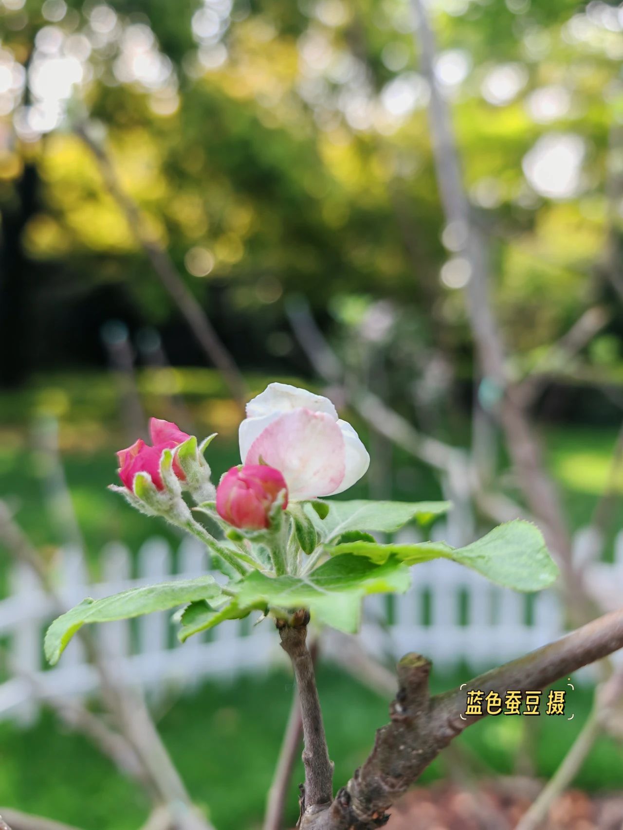 苹果树花期图片