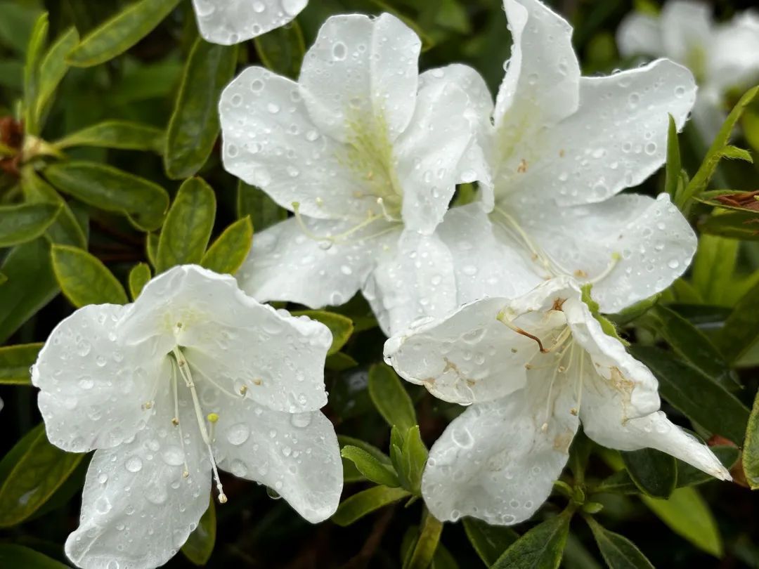 7点,王叔叔就从家中出发,与好友相约上海植物园,一同欣赏春日花开盛景