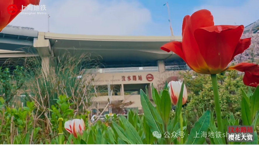 列车从花海中穿过汶水路站外花满枝头落樱缤纷