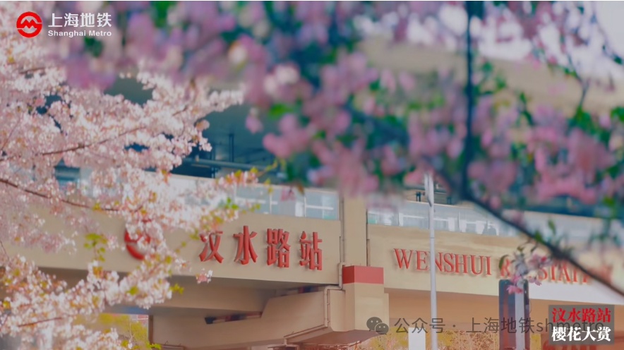 列车从花海中穿过汶水路站外花满枝头落樱缤纷