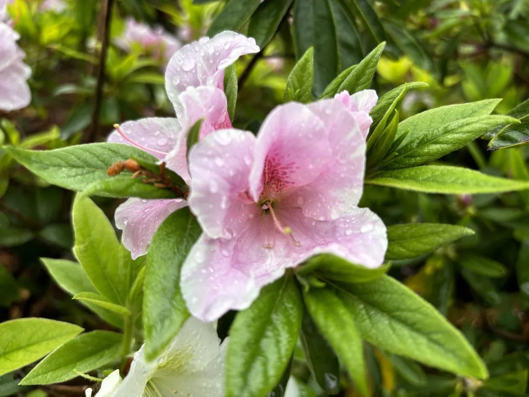 7点,王叔叔就从家中出发,与好友相约上海植物园,一同欣赏春日花开盛景