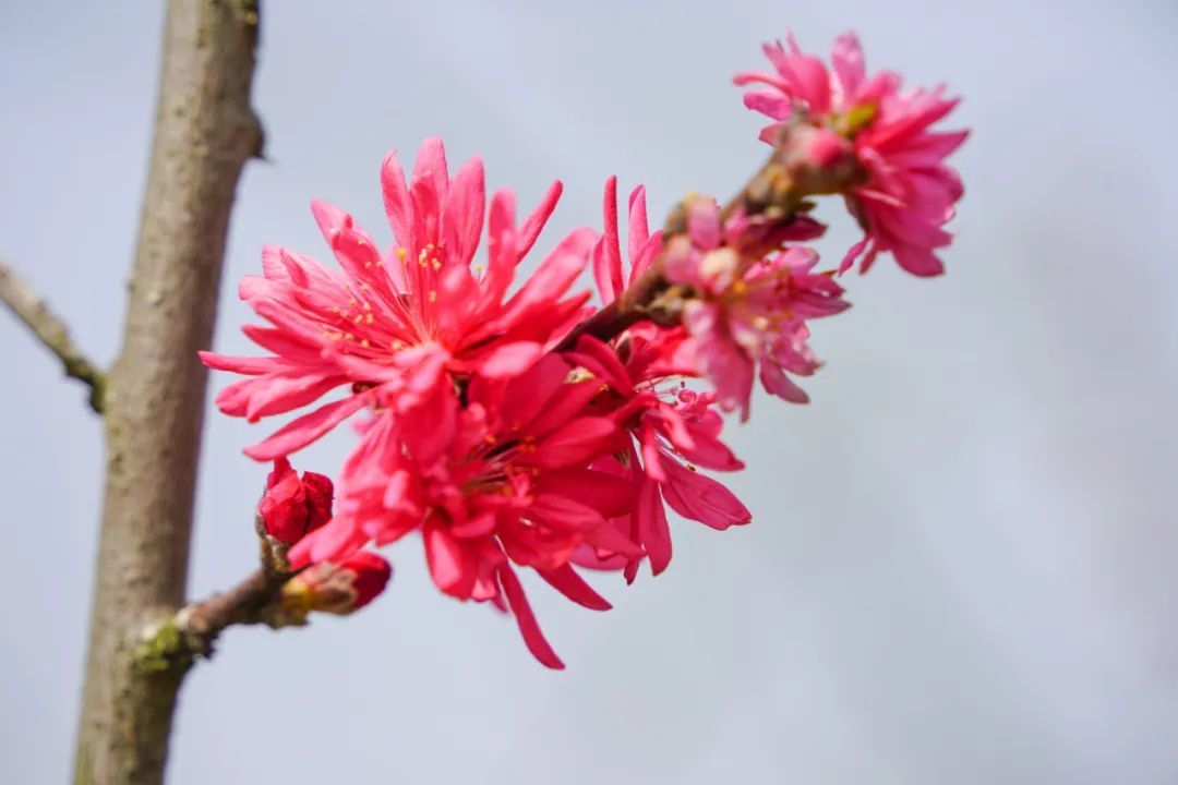 玫红色针形花瓣的桃花你绝对没见过就在江海村良渚桃花岛