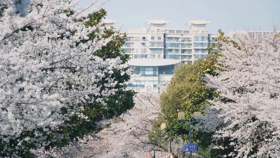 明天开始同济大学四平路校区恢复免预约刷证进校