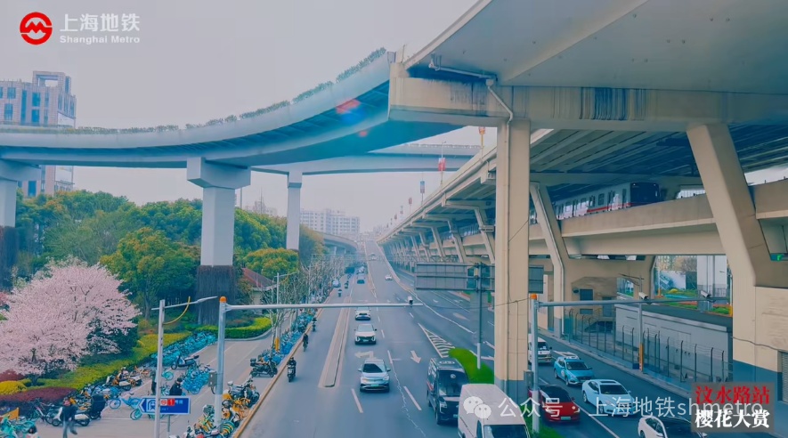 列车从花海中穿过汶水路站外花满枝头落樱缤纷