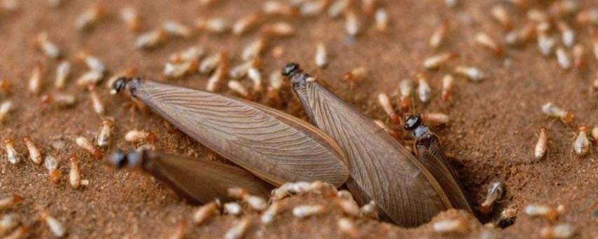 白蚁出飞不用怕技能比武为白蚁出飞高发期提前练兵