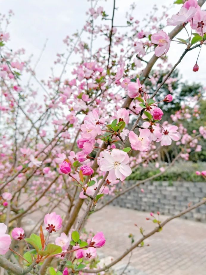 到浦东这里感受朱自清笔下的春