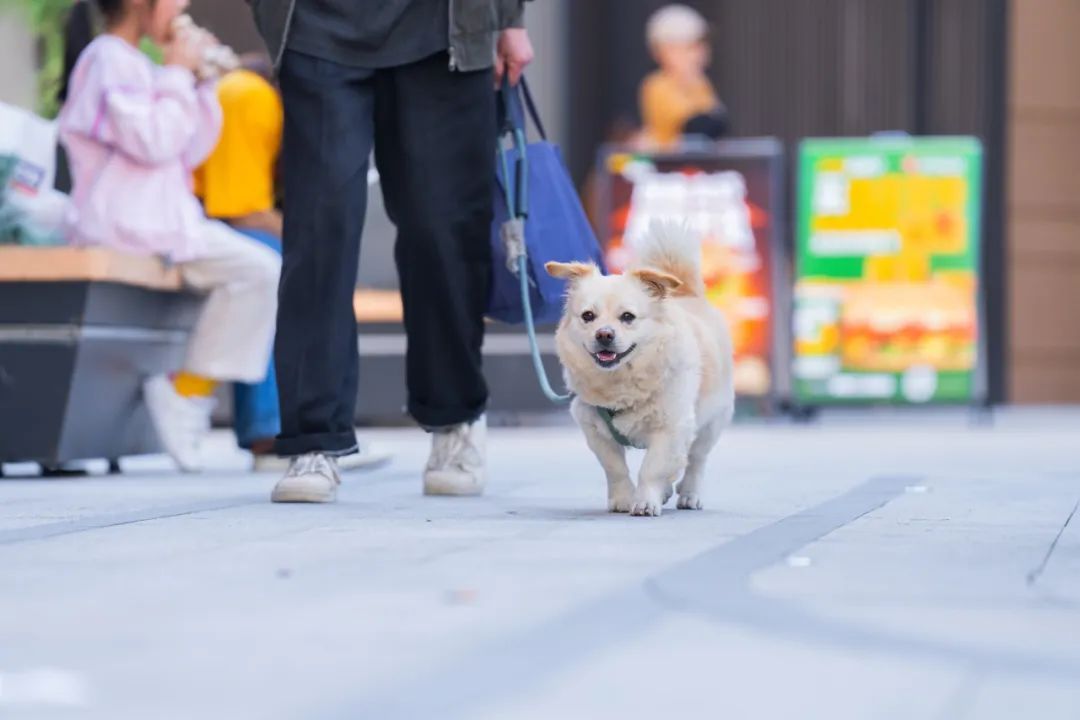 新业坊,宝山万达广场,新杨湾产业园进行推广,形成高境宠物友好环境1
