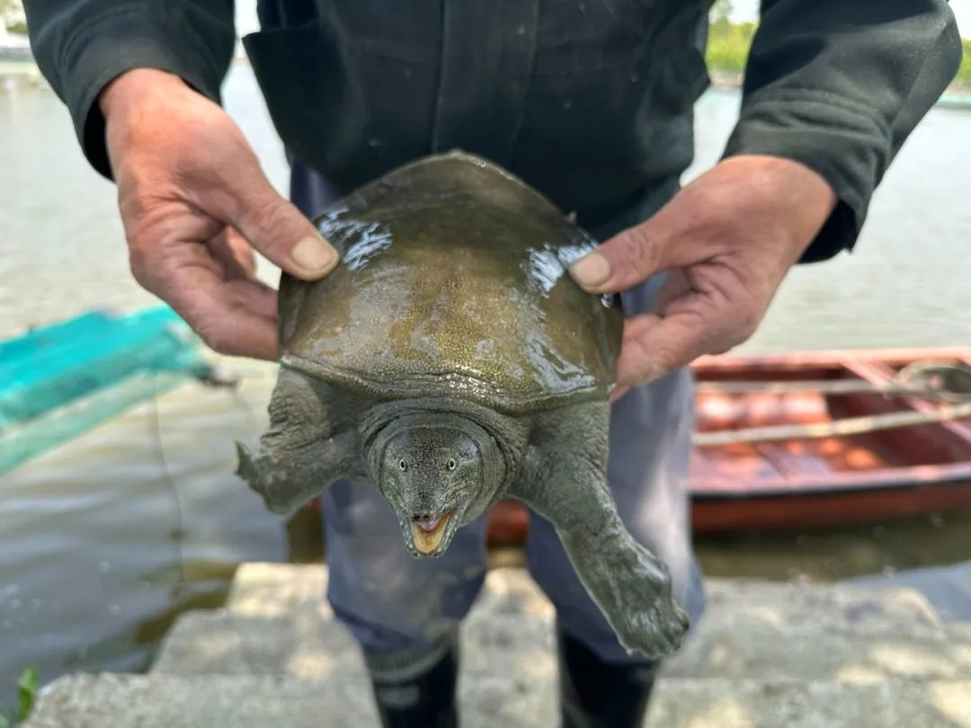 菜花甲鱼结束冬眠价格略高