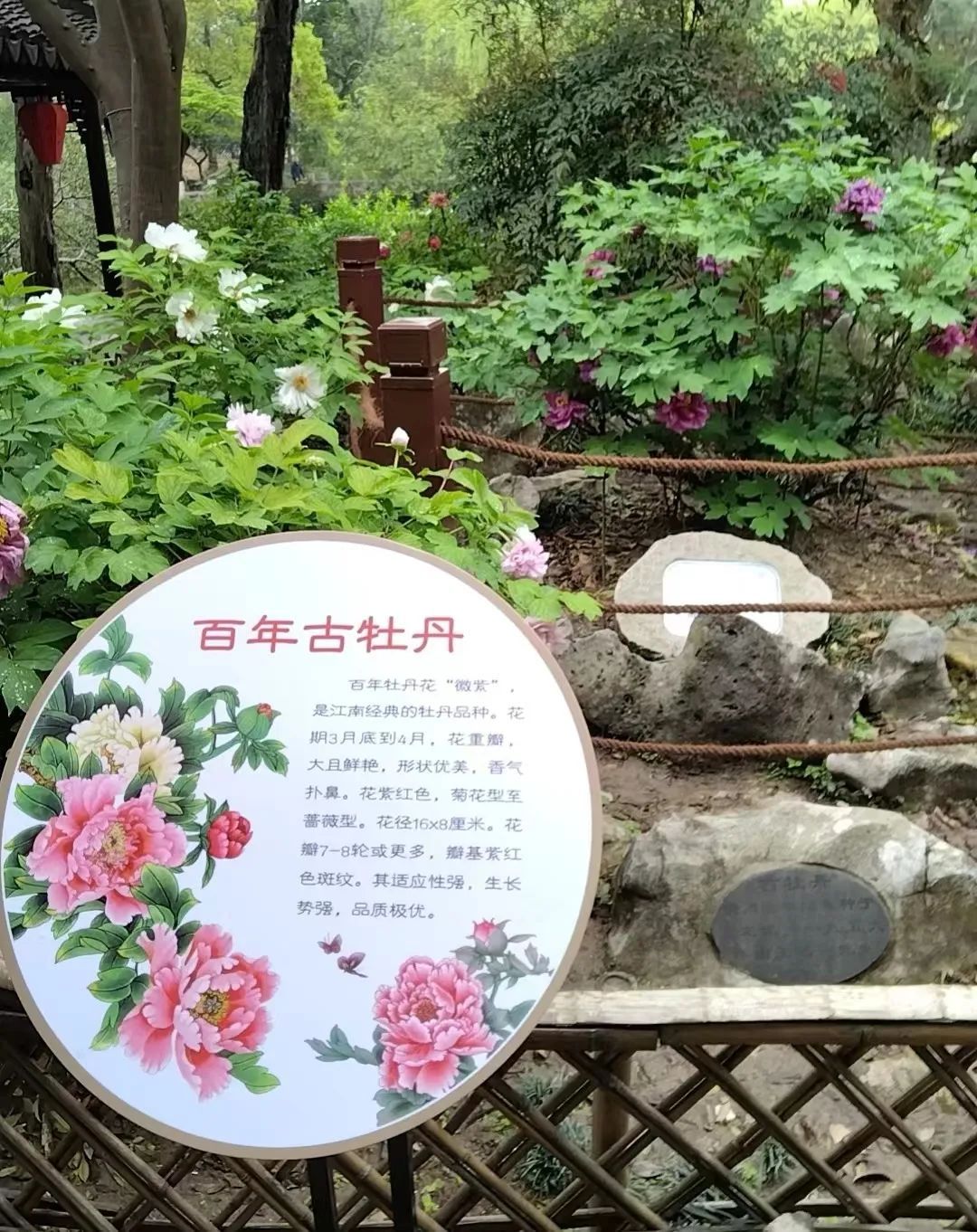 提示速来古猗园牡丹季进入最后观赏期芍药预备登场