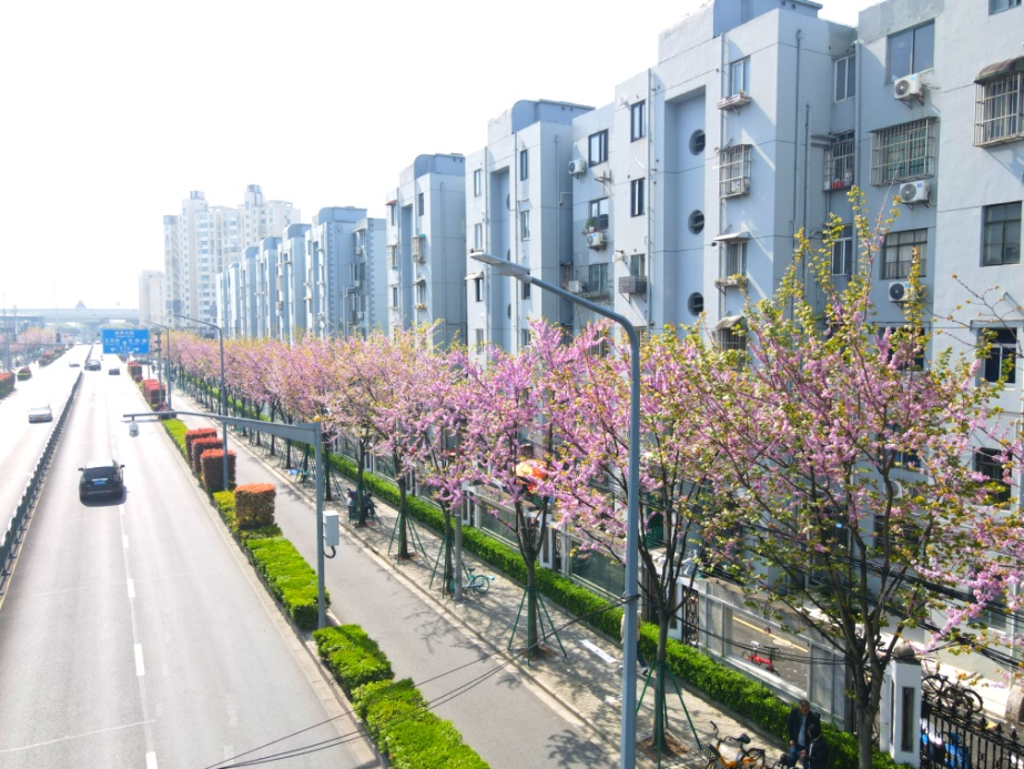 浦东大道苗圃路图片