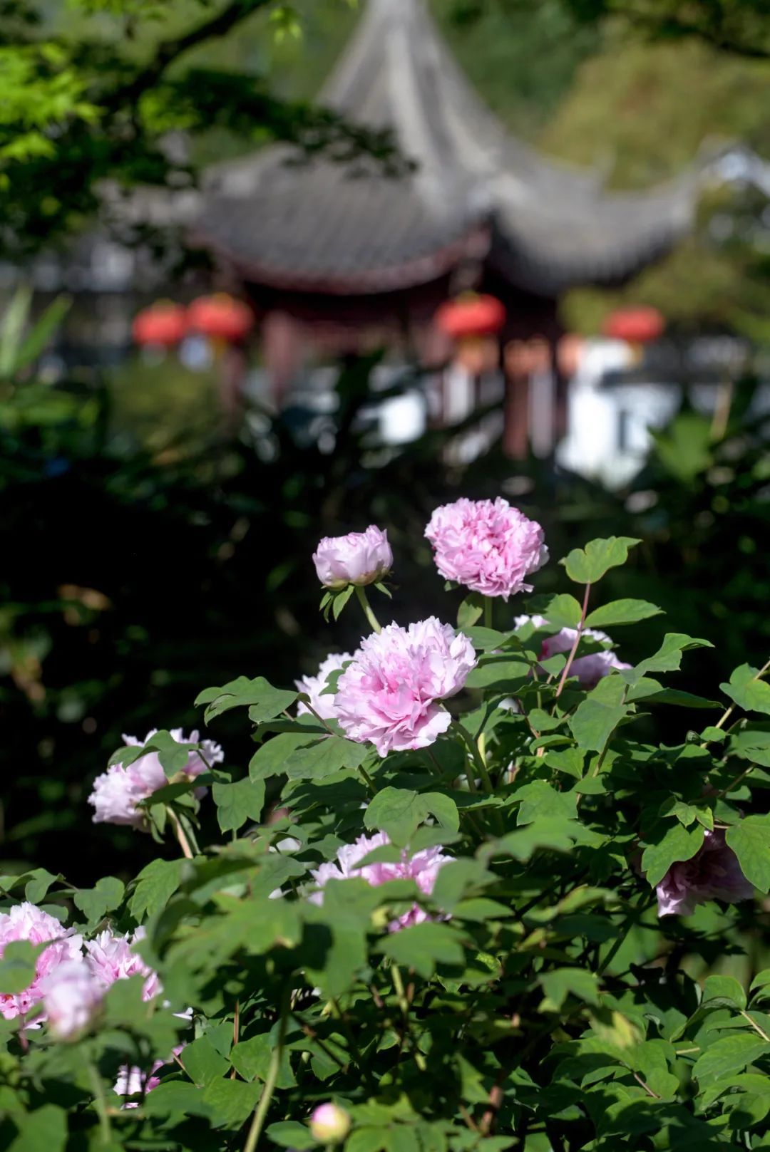 提示速来古猗园牡丹季进入最后观赏期芍药预备登场