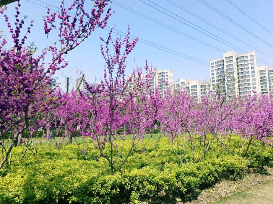 到浦东这里感受朱自清笔下的春