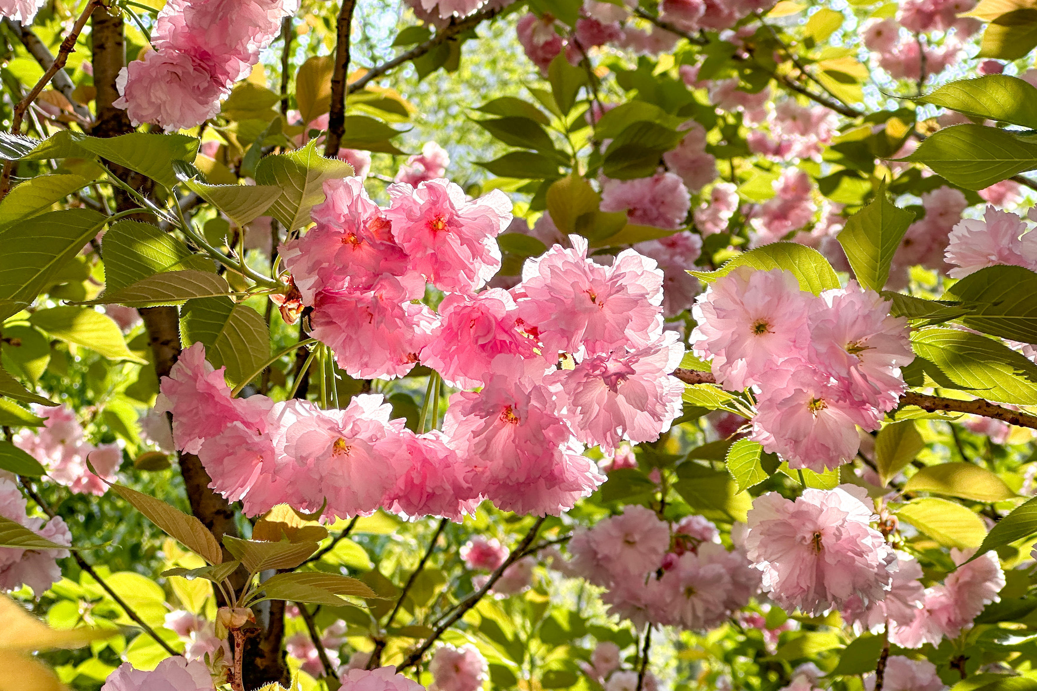 春日黄浦蓬莱公园晚樱盛开吸引市民游赏