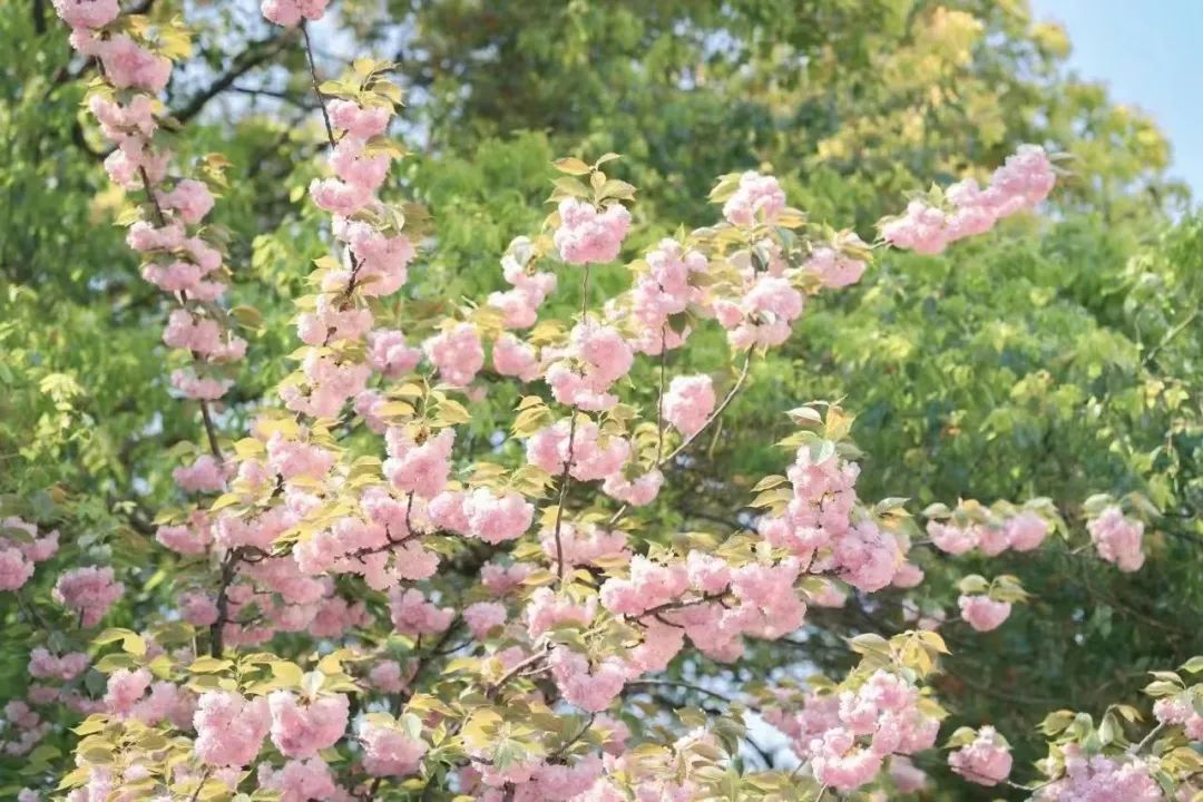 64送你18幅花花壁纸64横屏竖屏都有