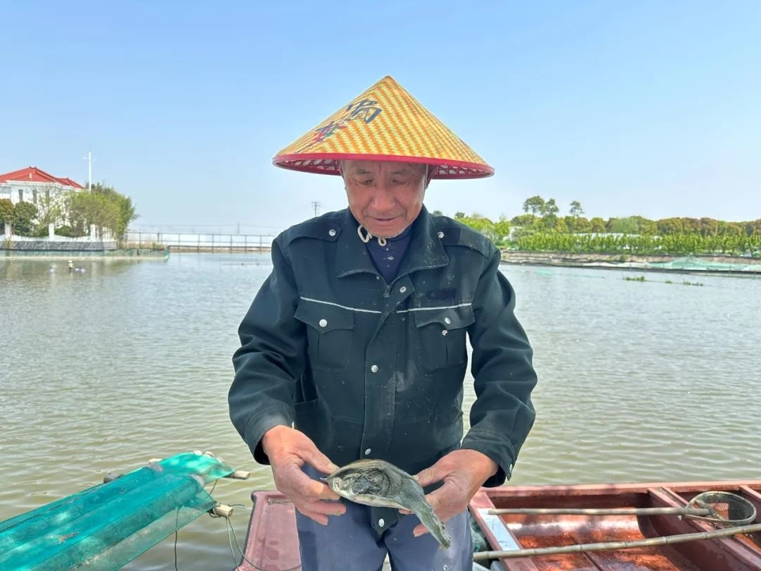 菜花甲鱼结束冬眠价格略高