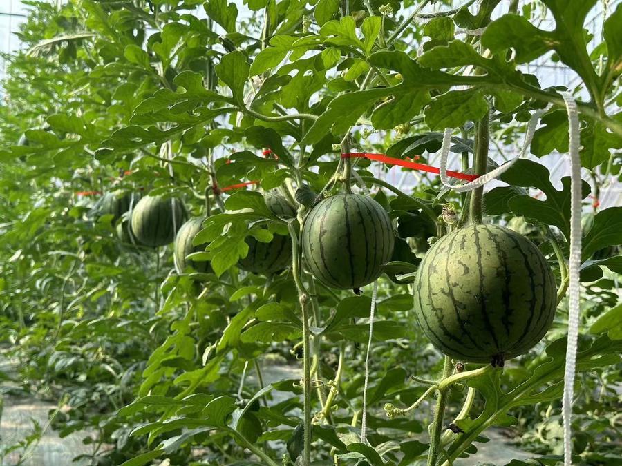 凭借昌乐西瓜这里拿下十亿元镇