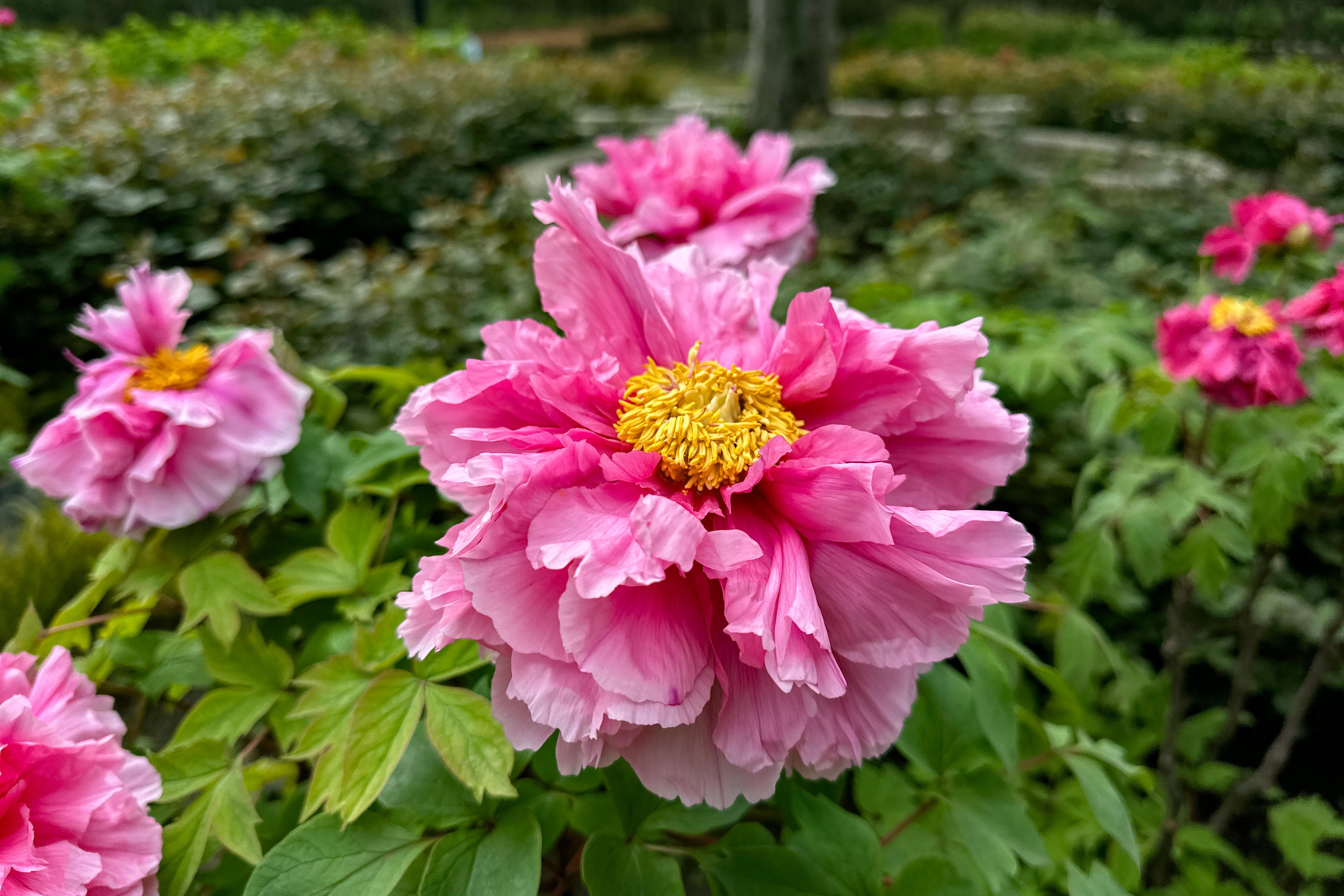 十二月花期表图片