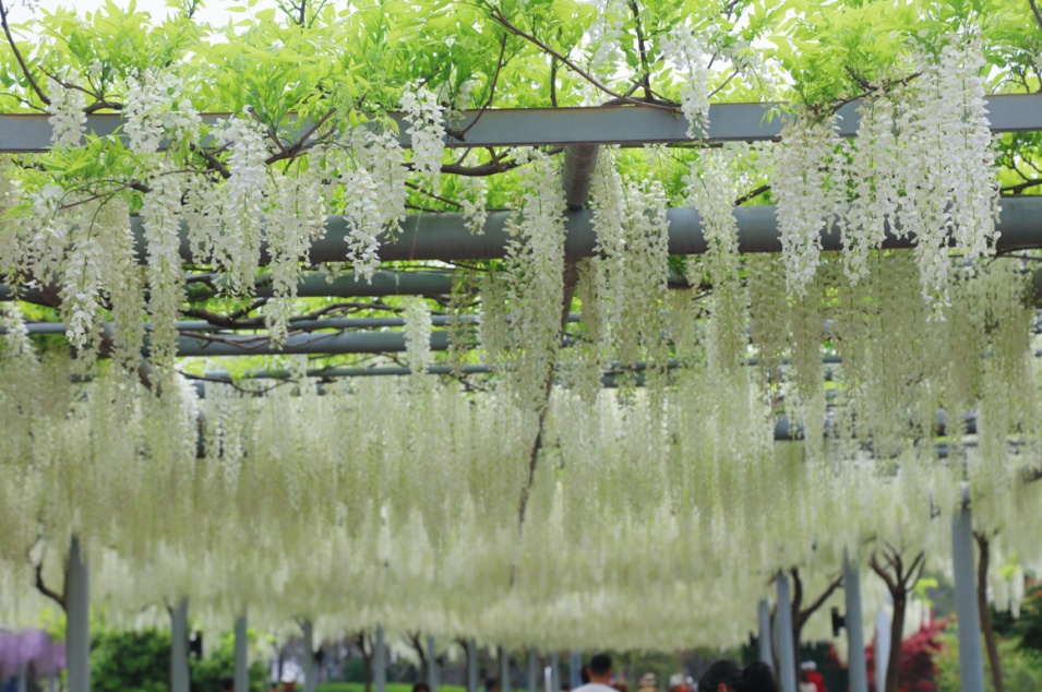 除了嘉定紫藤园这里的紫藤花也开啦