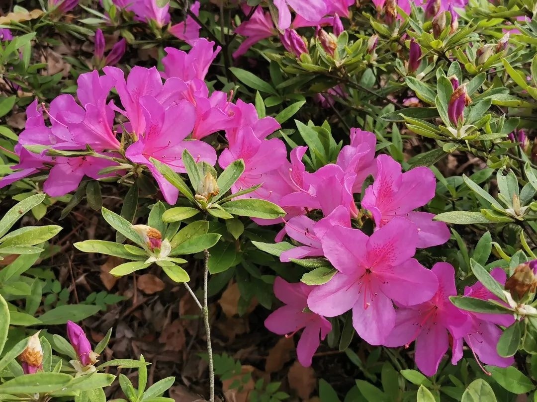 营口芙蓉山杜鹃花图片