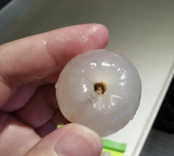 这种虫叫荔枝蒂蛀虫,是荔枝的一种主要害虫,蒂蛀虫的危害是影响荔枝的