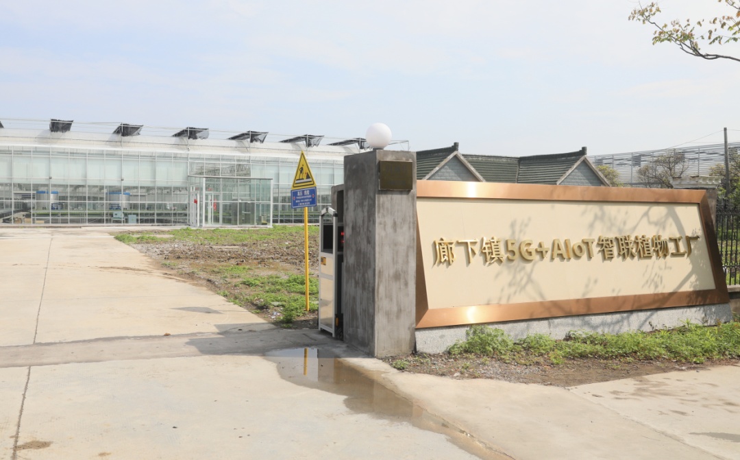 金山这个智联植物工厂科技范十足!