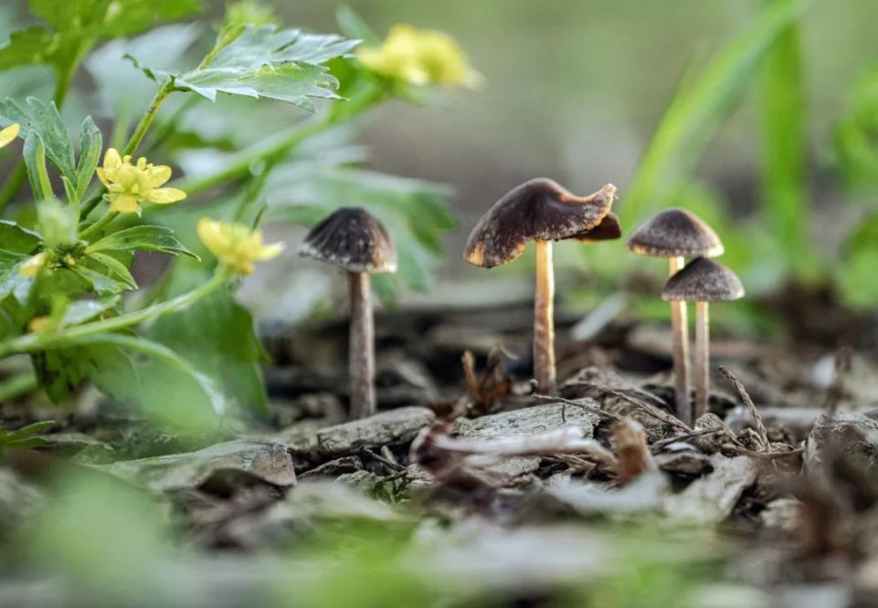 公园里的野生蘑菇,别乱采摘!