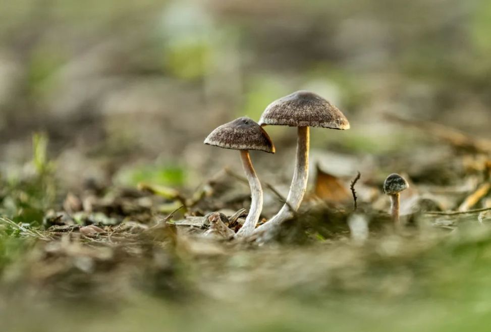 公园里的野生蘑菇,别乱采摘!