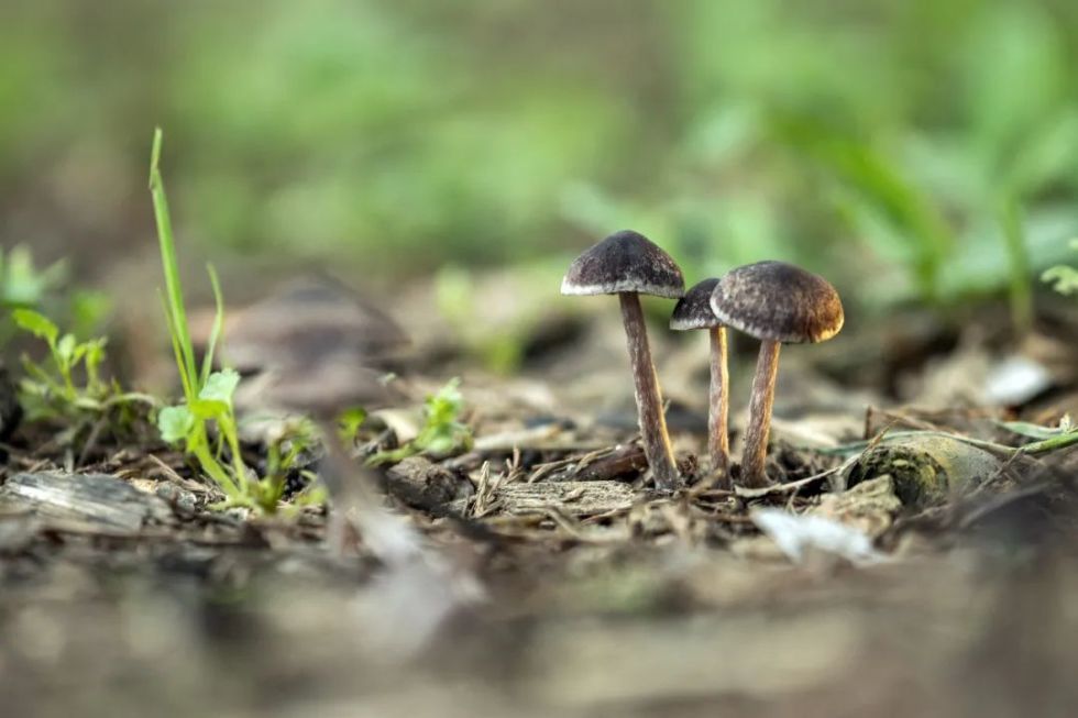公园里的野生蘑菇,别乱采摘!