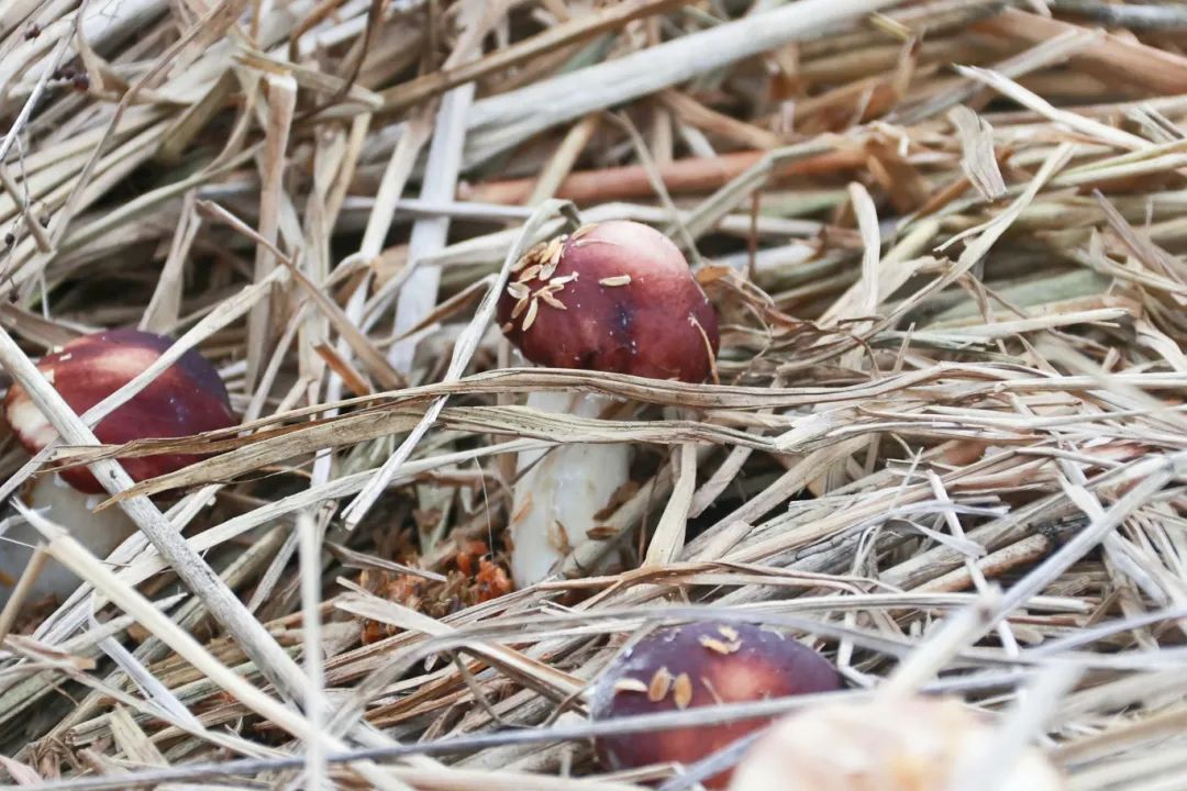 水稻田也能种菌菇?