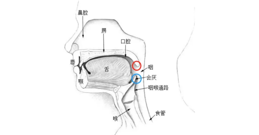 突发的“刀片嗓”可能会“封喉”,小心急性会厌炎夜间“要人命”!