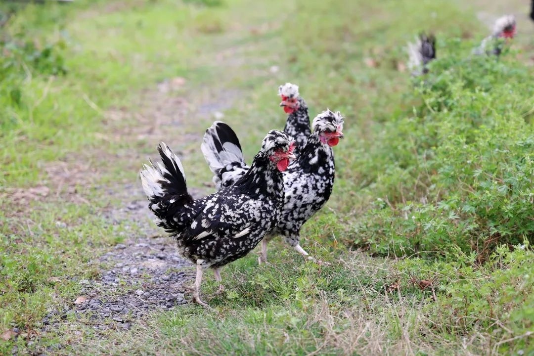 金山这里养的"贵妃鸡",好吃的秘诀在于