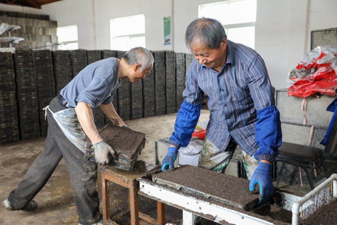 水稻育秧工作启动,确保丰收"好苗头"