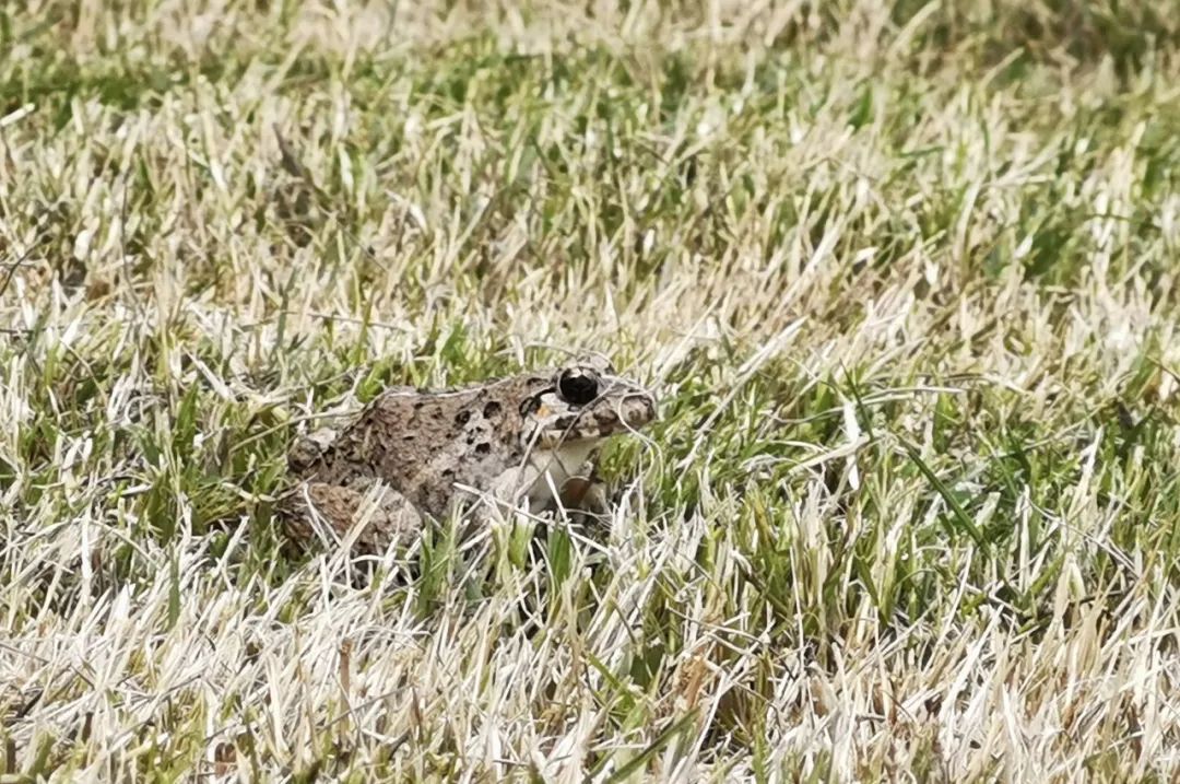 四团这里的露营基地太丰富了!蔬果采摘,休闲度假,垂钓,萌萌小动物