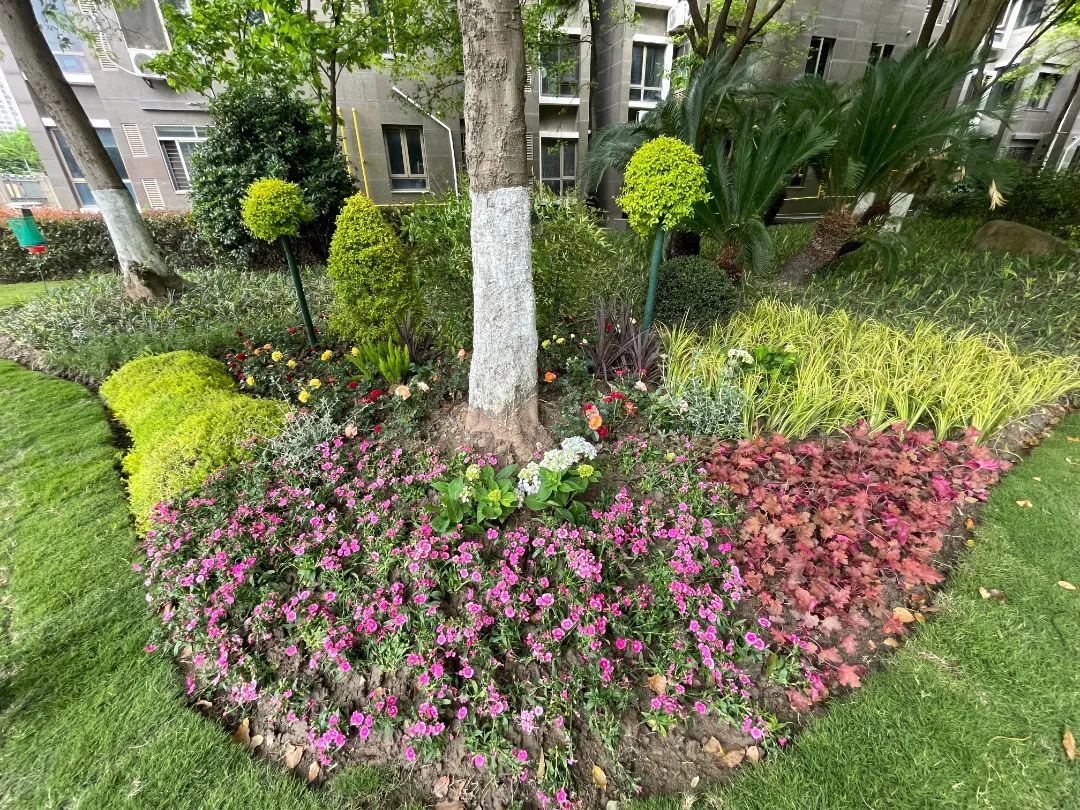 经过多日的开挖,铺管,种绿,重新翻泥,小区绿化面貌焕然一新,层次有序