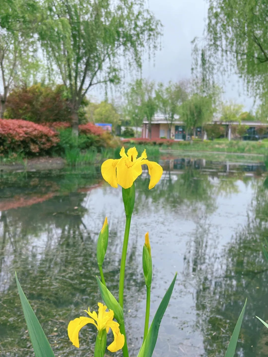青浦环城水系公园丨送给你暮春到初夏的"繁花",来收图