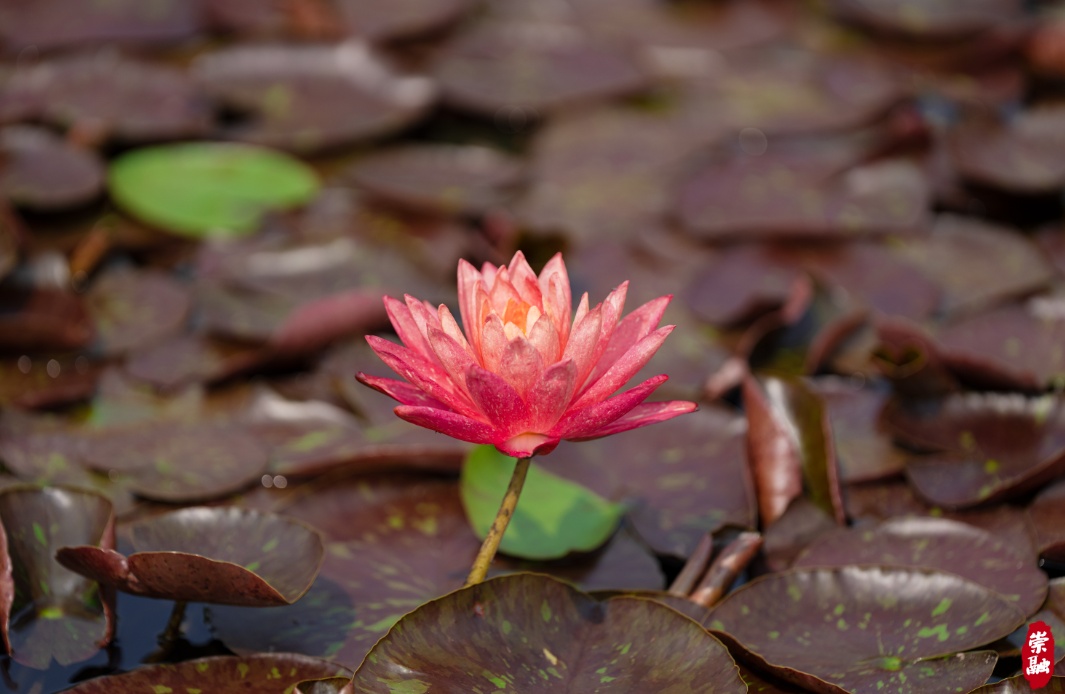 崇明这里的近百亩睡莲,已到最佳观赏期
