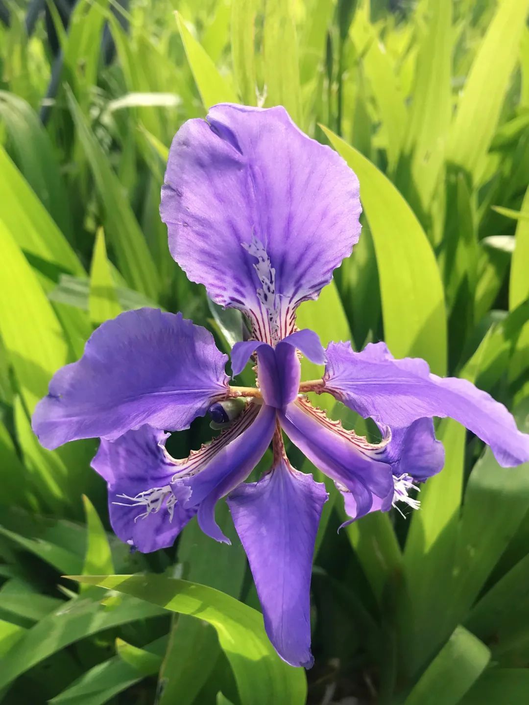 青浦环城水系公园丨送给你暮春到初夏的"繁花",来收图