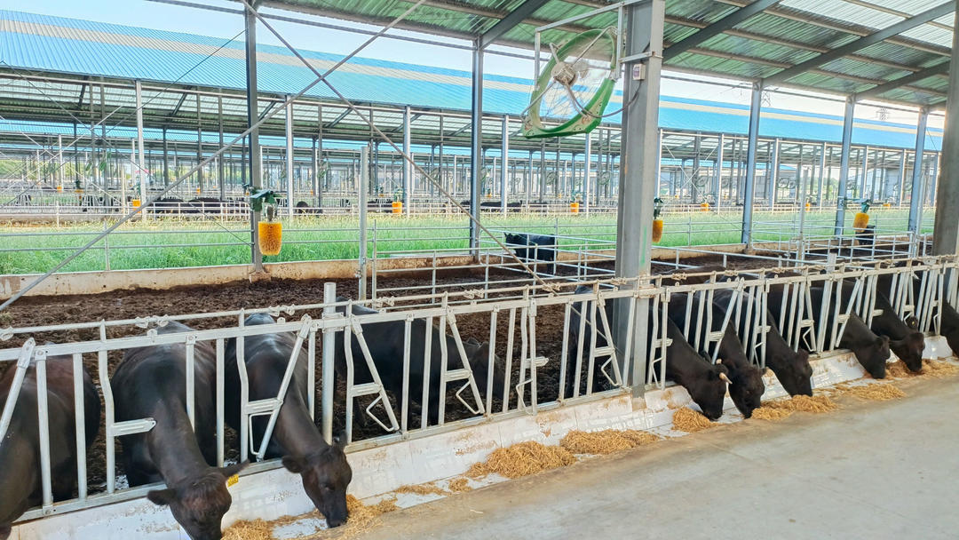 牧场配备了先进的5g基站,数字信息平台,中央厨房,智能牛舍,ai监控等