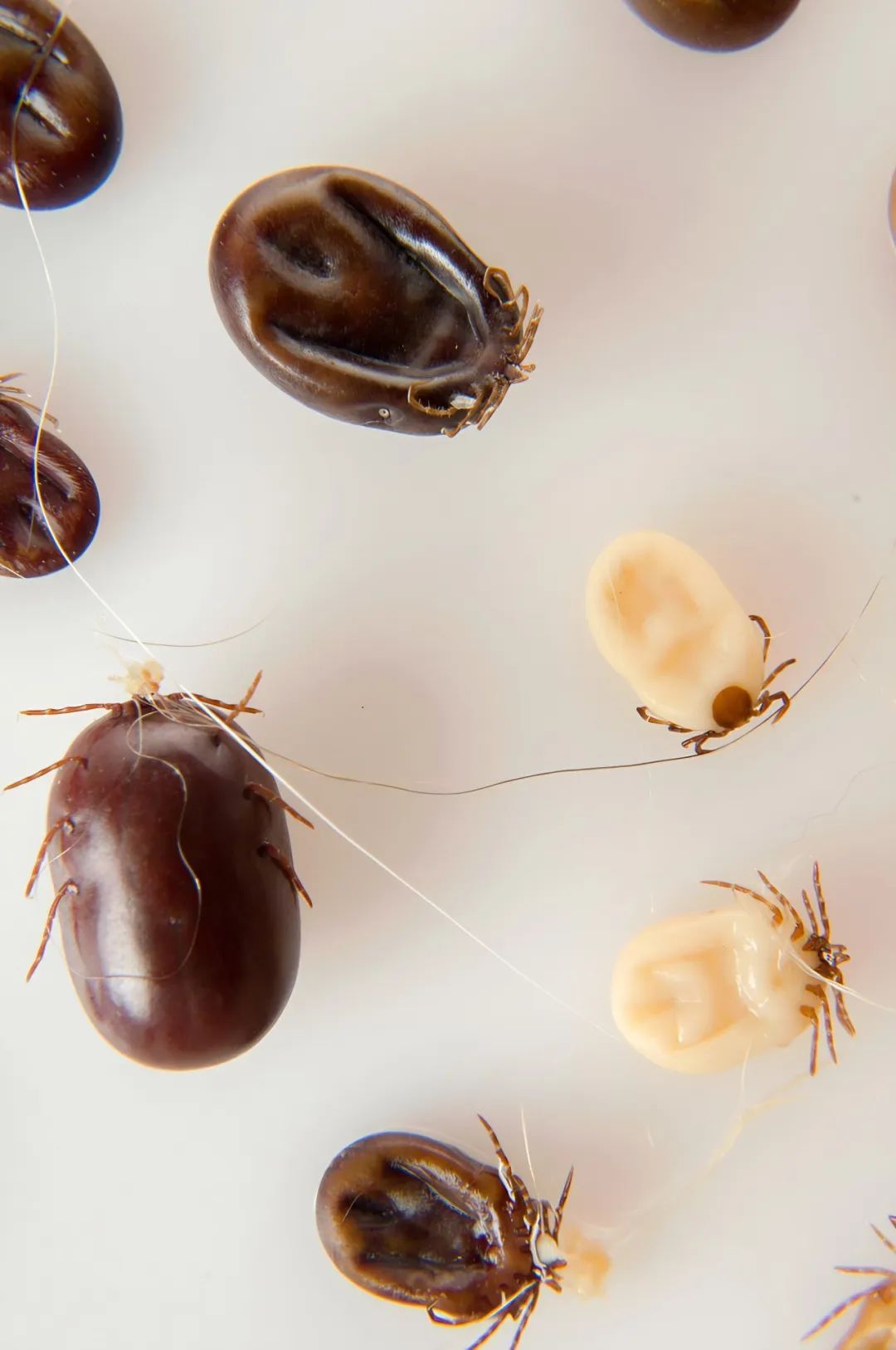 蜱虫进入活跃期,野外郊游需注意!