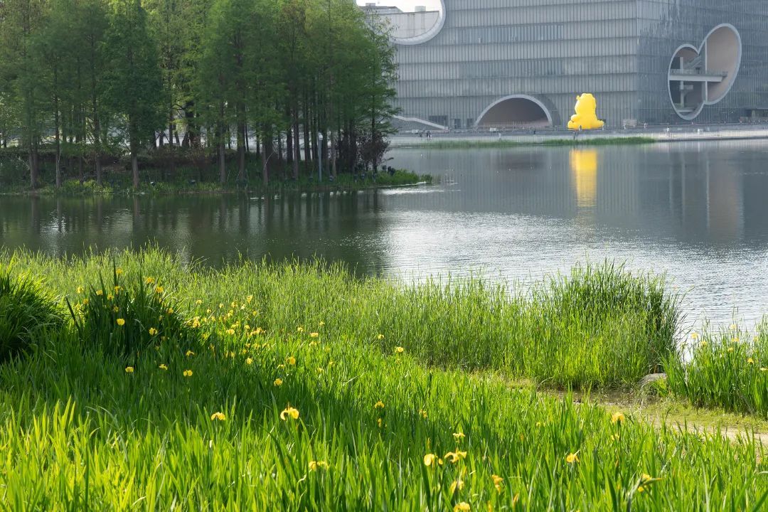 在明媚的晴空下一起漫步于绿意浓浓的远香湖公园迎着暖暖春风捕捉每一