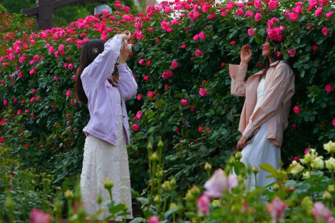 绿"摄"上海 | 五月的浪漫,是月季花墙给的