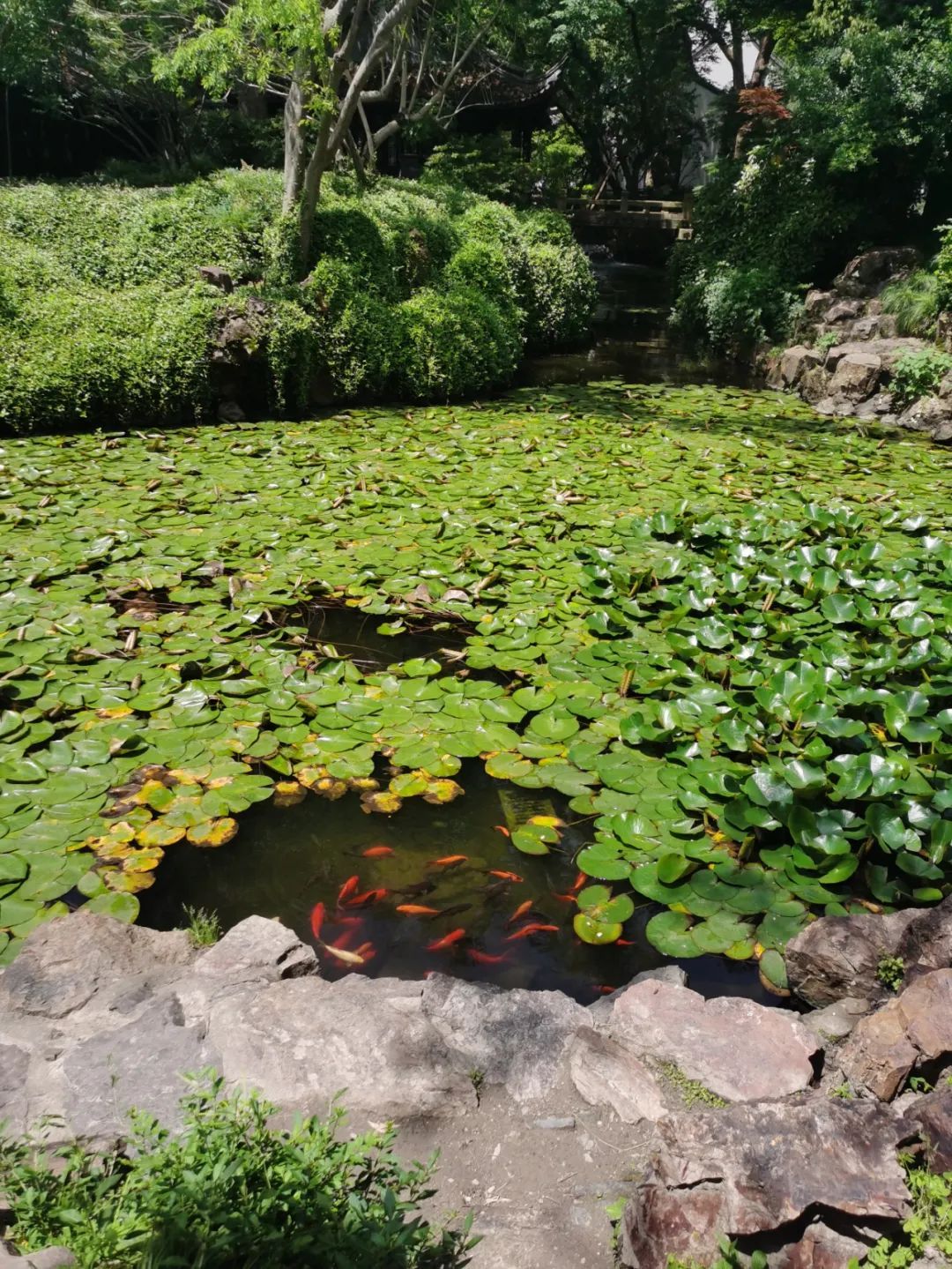 睡莲限时绽放,就在松江这里
