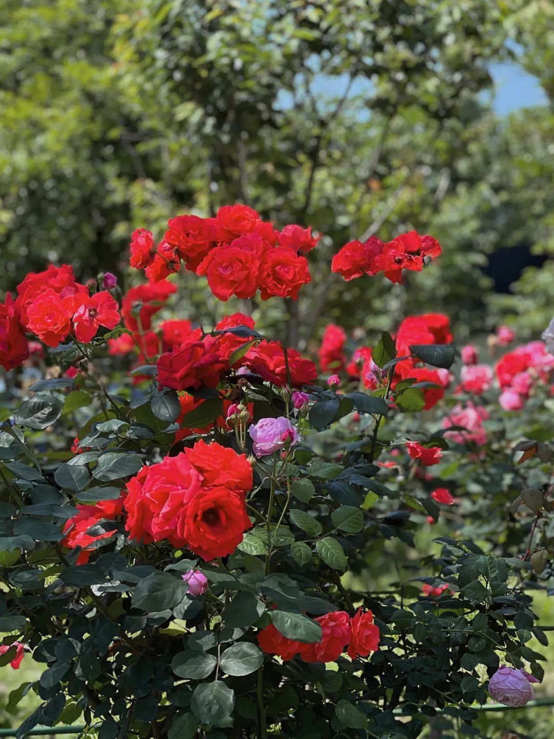 兴平月季花海图片