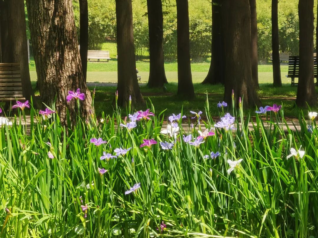 她将善良人的灵魂带回天国在希腊神话中是彩虹女神的意思鸢尾属名iris