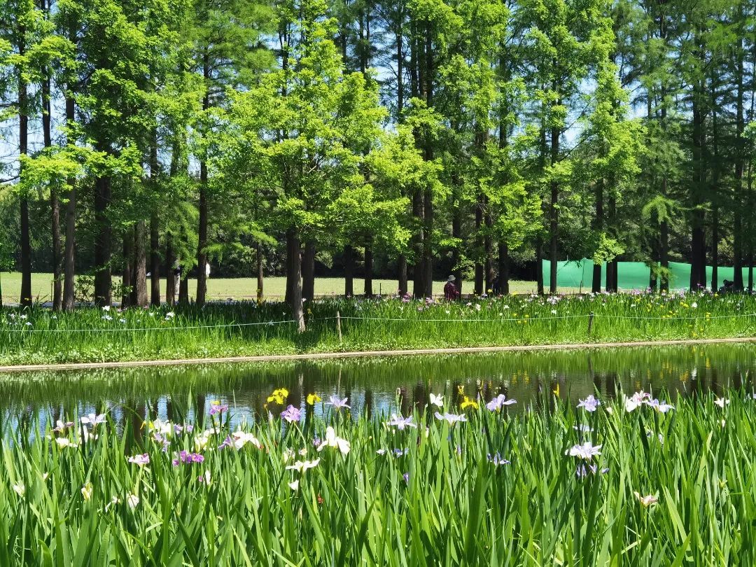 她将善良人的灵魂带回天国在希腊神话中是彩虹女神的意思鸢尾属名iris